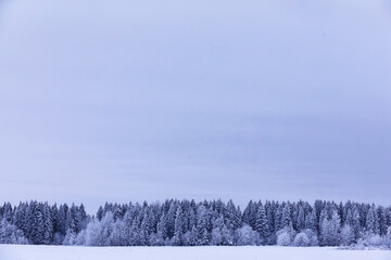 The forest is covered with snow. Frost and snowfall in the park. Winter snowy frosty landscape.