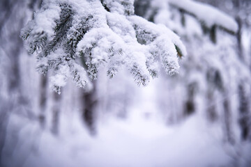 The forest is covered with snow. Frost and snowfall in the park. Winter snowy frosty landscape.