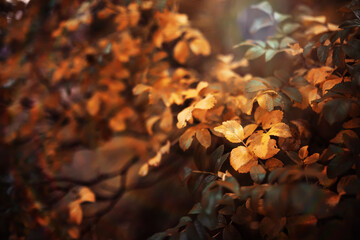 Beautiful Nature Autumn landscape. Scenery view on autumn city park with golden yellow foliage in Sunny day. Walking path in the city Park strewn with autumn fallen leaves.