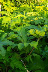 Heracleum sosnovskyi big poison plant blooming. Medicinal plant Common Hogweed Heracleum sphondylium