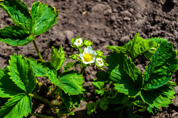 Fototapeta premium Photography on theme beautiful berry branch strawberry bush with natural leaves