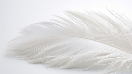 A close-up of a soft down feather, showcasing its intricate structure and fluffy texture against a white backdrop.