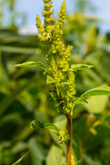 Green amaranth Amaranthus hybridus in flower. Plant in the family Amaranthaceae growing as an invasive weed