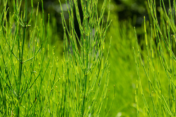 Equisetum arvense, field horsetail with dew drops closeup selective focus
