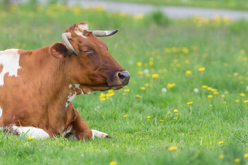 Cow resting in a clearing
