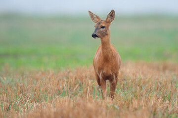 Roe deer in a clearing
