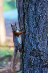 Red squirrel on a tree in the forest
