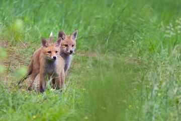 Young foxes in a clearing

