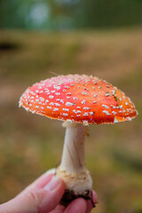 Amanita muscaria, fly agaric in the forest