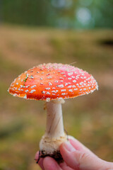 Amanita muscaria, fly agaric in the forest