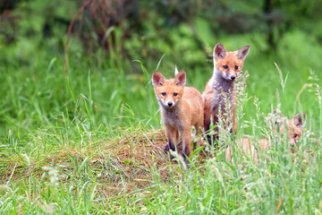 Young foxes in a clearing in the wild
