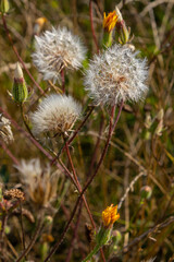 Obraz premium Rough Hawksbeard Crepis biennis plant blooming in a meadow