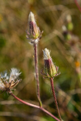 Rough Hawksbeard Crepis biennis plant blooming in a meadow