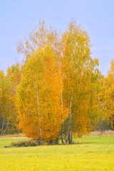 Naklejka premium Autumn trees