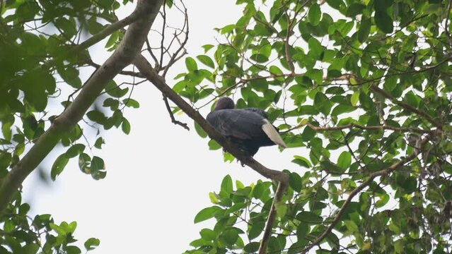 Seen from under looking towards the forest from its high perspective, Wreathed Hornbill Rhyticeros undulatus, Male, Thailand