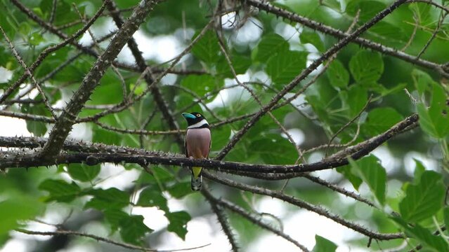 Facing to the right and looking around as the camera zooms out, Black-and-yellow Broadbill Eurylaimus ochromalus, Thailand