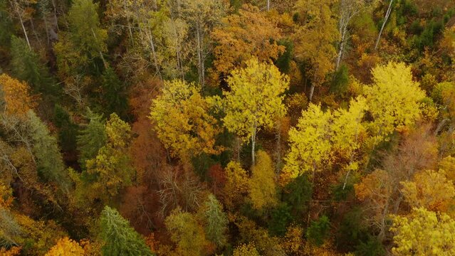 Drone footage of the colorful fall trees in a thick and vibrant autumn forest on a sunny day