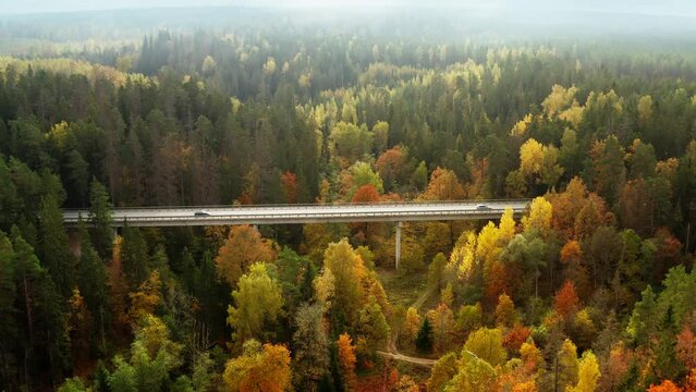Drone footage of cars driving on a bridge passing through a thick and vibrant autumn forest