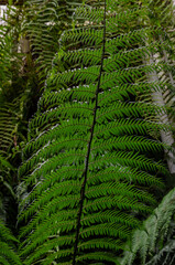 Munich Bavaria Germany -September 1 2023 greenhouse of the botanical garden amazing and unique fern leaf