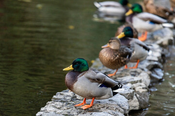 Ducks sleep, clean their feathers, eat algae. Ducks are beautifully reflected in water. A family of ducks, geese swims in a water channel, river, lake.