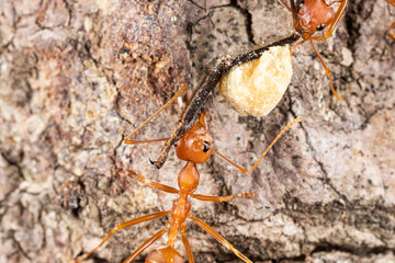 red ant on tree bark. close-up of a red ant