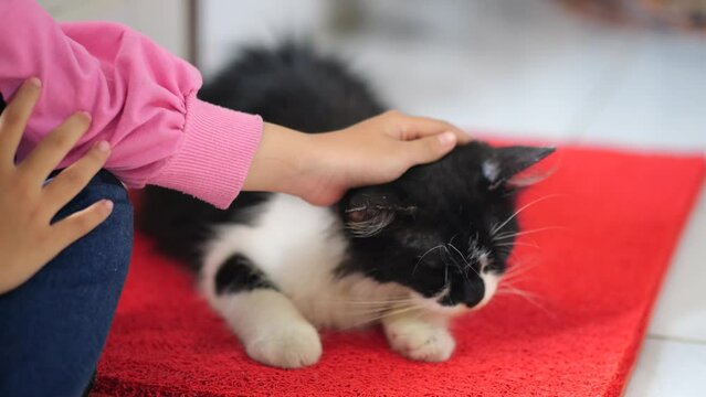 Female hand stroking a domestic cat at home. A girl or woman strokes a kitten's head with her hand.