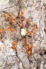Ants on tree, close-up of ants in nature