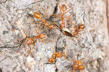 Macro of red ants on tree bark. Macro photo of red ant