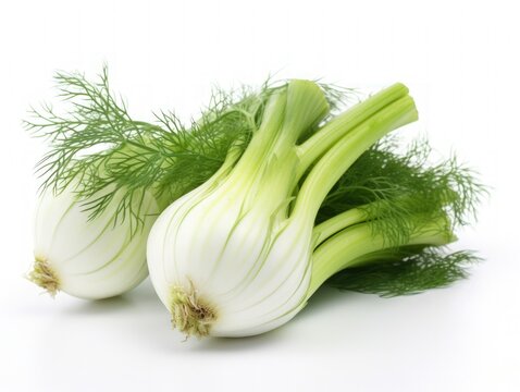 Florence fennel isolated on white background one fresh bulb