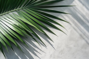 Tropical Palm Leaves Cast Shadows On Concrete Background