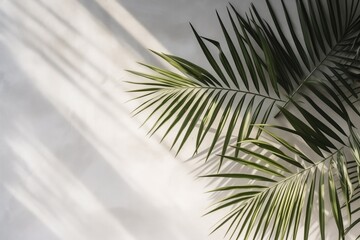 Fototapeta premium Tropical Palm Leaves Casting Shadows On Concrete Background
