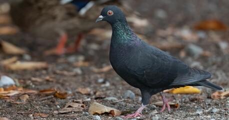 Obraz premium Solitary Post pigeon standing in a barren landscape, looking off into the distance