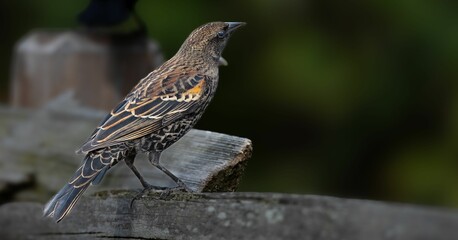 Fototapeta premium Small grey red-shouldered black troupial (Agelaius phoeniceus) perched atop a fence