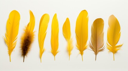 A collection of delicate canary feathers, each with its unique shade of yellow, spread out on a white background.