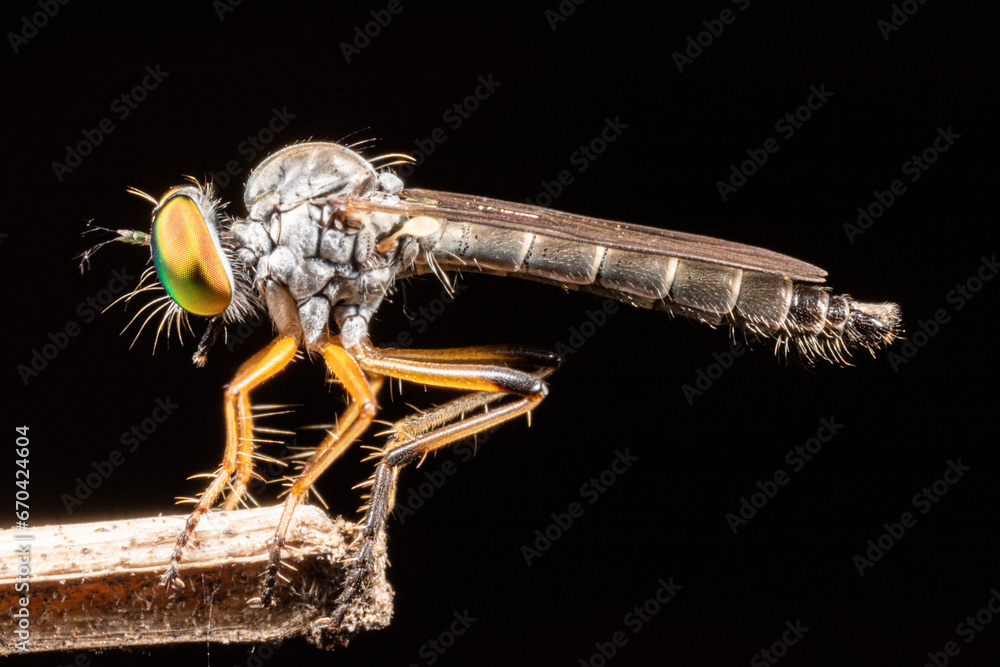 Poster robber fly on a black background. macro. shallow depth of field.