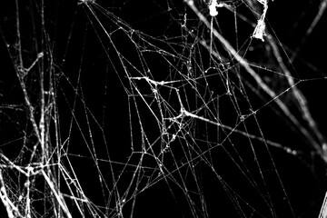 spider web on a dark background,for halloween,business abstraction - obrazy, fototapety, plakaty