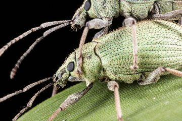 Close-up of a pair of weevil mating on a plant