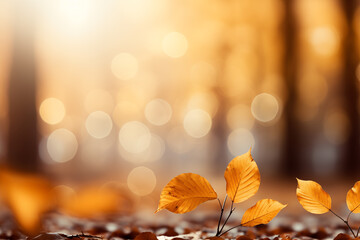 Autumn beech leaves decorate a beautiful nature bokeh background with forest ground
