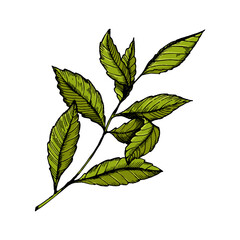 Branch of tea plant hand drawn sketch style color vector illustration. Scratch board style imitation. Hand drawn image.
