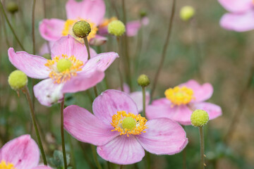 Blooming Japan anemone (Anemone hupehensis) with pink blossoms. Copy space.