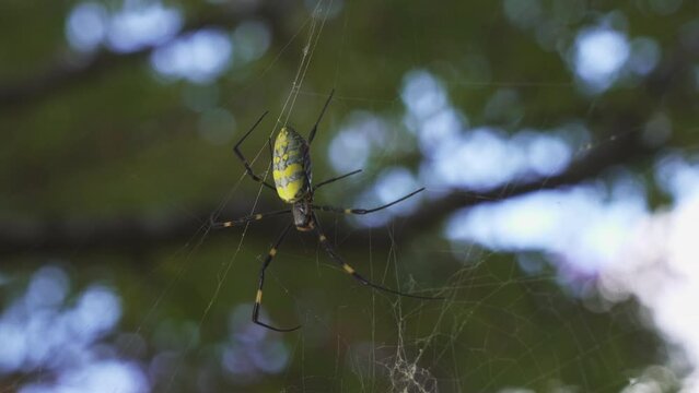 Japanese Spider. golden silk spider.