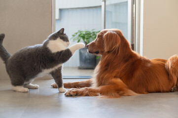 British shorthair cat playing with golden retriever