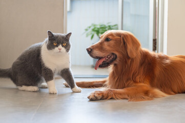 Golden Retrievers and British Shorthairs