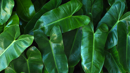 philodendron burle marx, Tropical green foliage, Great for use as backgroun or copy space