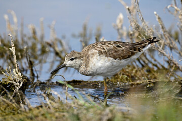 Ruff // Kampfläufer (Calidris pugnax)