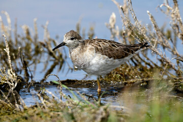 Kampfläufer // Ruff (Calidris pugnax)