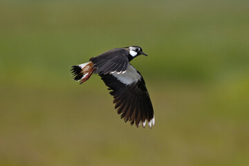 Kiebitz // Northern lapwing (Vanellus vanellus) 