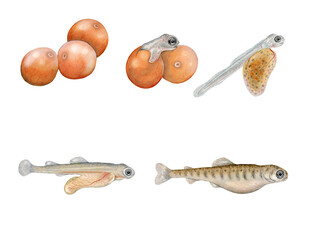 a realistic illustration showing life cycle of atlantic salmon (Salmo salar) © marina