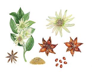 realistic botanic illustration of star anise (illicium verum) with a branch with leaves and flowers, flower. seeds and fruits