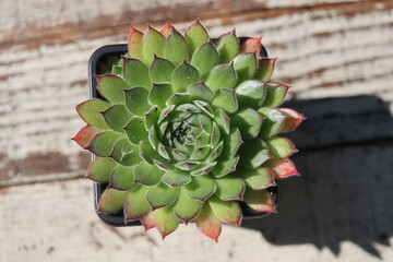 rojnik ciemnozielony sempervivum © Perovskia